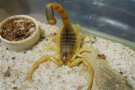 巴勒斯坦毒蝎：世界上毒性最强的物种（尾巴中有毒液）_小狼观天下