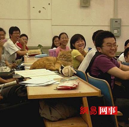 北大“学术校猫”走红网络 常在教室“听课”