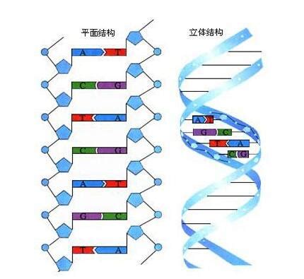 DNA分子的多样性和特异性都是什么?有什么区别呀?