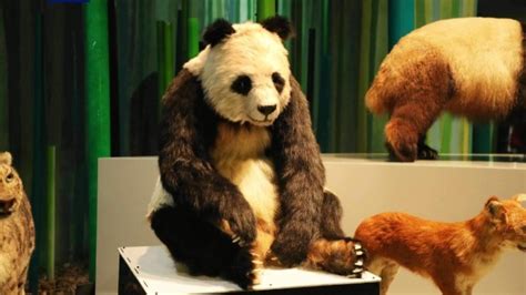 我国重点保护野生动植物种群持续恢复，全球圈养大熊猫种群数量达698只_国内_海南网络广播电视台