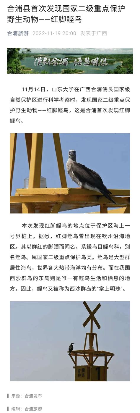 合浦县首次发现国家二级重点保护野生动物——红脚鲣鸟 - 聚焦合浦 合浦123网(hepu123.com) -合浦城市生活门户网站