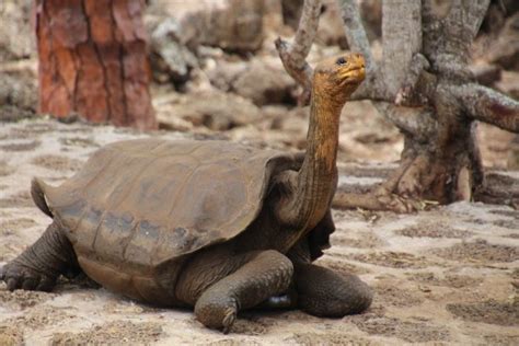 加拉帕戈斯陆龟,水平画幅,古老的,缓慢的,动物学,巨大的,动物身体部位,加拉帕戈斯群岛,草,特有物种摄影素材,汇图网www.huitu.com