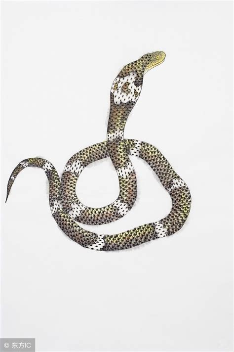 中国蛇类图鉴-蛇咬伤识蛇宝典_游蛇