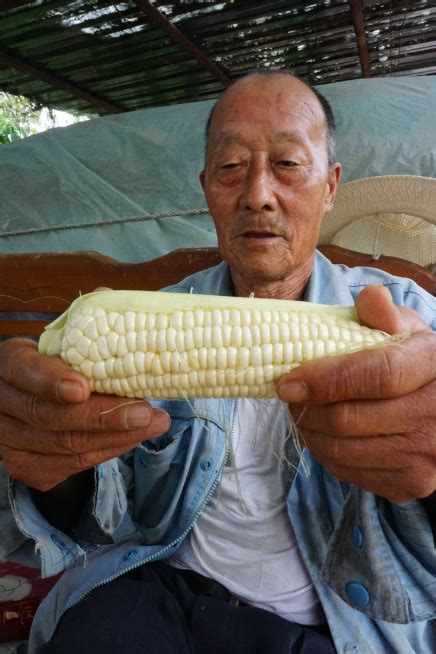 卖一根玉米，农民能挣多少钱？房山老农靠鲜食玉米实现增收_北京日报网