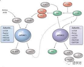 干货收藏版 | 细胞信号通路PI3K-AKT 通路分析详解_蛋白_激酶_GTPase