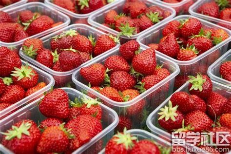 草莓水果店海报素材_西餐美食图片_图片_第5张_红动中国