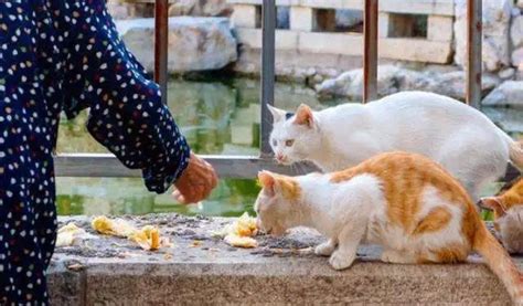 市民喂养近20只流浪猫：住在这里就会一直喂下去_七环视频_澎湃新闻-The Paper