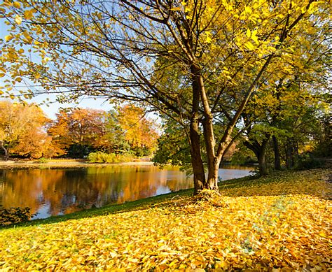 秋天时枫树的落叶的图片-秋天落叶的图片