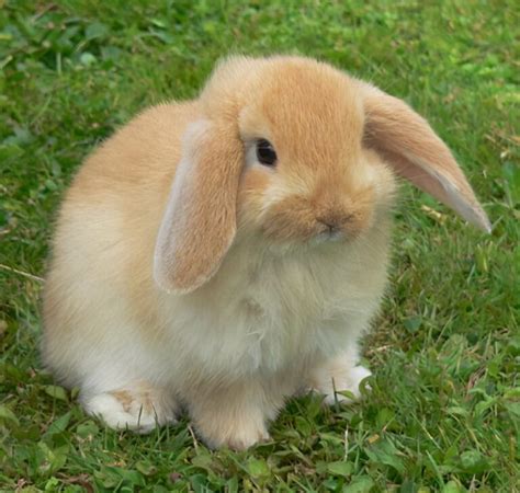 盘点世界八大宠物兔品种，荷兰兔上榜，第一眼周毛为黑色_宠物_第一排行榜