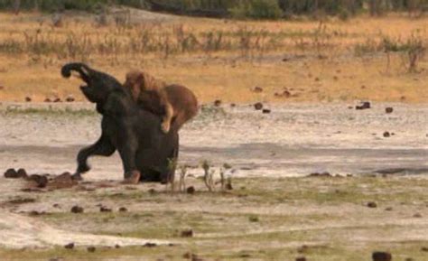 津巴布韦万基国家公园迷路小象被狮子围捕 - 神秘的地球 科学|自然|地理|探索