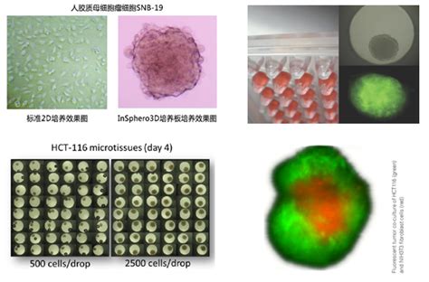3D细胞培养的现状及未来-深圳市安培生物科技有限公司