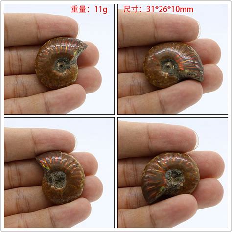 天然斑彩螺 菊石 古生物化石 发财螺 转运螺 风水摆件 吊坠-阿里巴巴