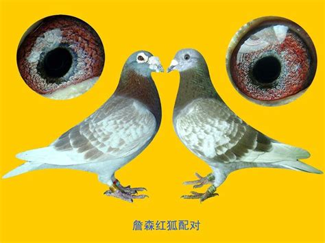 詹森鸽子的特点和图片,纯詹森鸽特征,吴淞鸽的特点及图片_大山谷图库