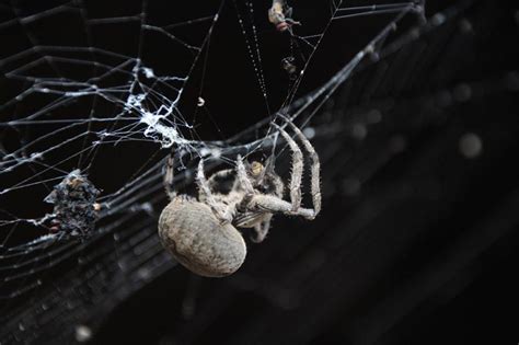 美国发现新种肉食性蜘蛛 有钳形爪常穴居(图)_新浪新闻