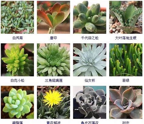 常见的144种多肉植物品种名称及图鉴_那花园花卉网(nahuayuan.com):花卉图片及名称大全,多肉植物,专业花卉网站!爱花人的花园!