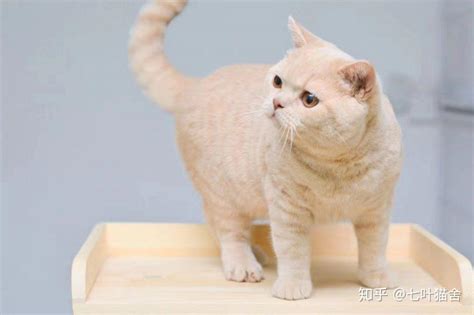 北京十大顶级猫舍-宠物网问答