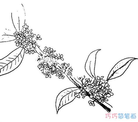 桂花手绘怎么画简单好看_桂花简笔画图片 - 巧巧简笔画