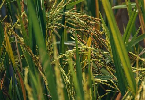 旱稻、水稻与深水稻的生长习性与种植方法_水稻植保-极飞科技XAG