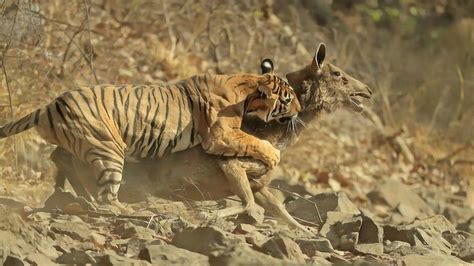 动物世界：老虎捕食的罕见全过程