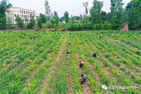 临夏市南龙镇：种植百亩金银花 孕育致富新希望_澎湃号·政务_澎湃新闻-The Paper