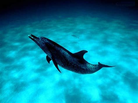 海豚海洋生物学校海豚珊瑚礁水下呼吸器潜水员观点红海自然和野生动物照片摄影图片_ID:300086853-Veer图库