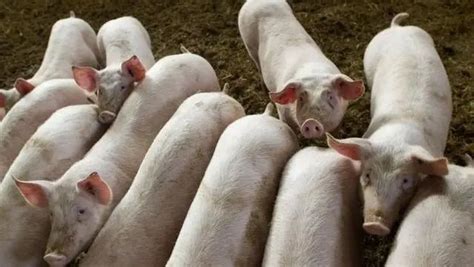 牧原股份拟发行可转债募资95.5亿元，大力发展生猪养殖和屠宰项目 - 猪好多网
