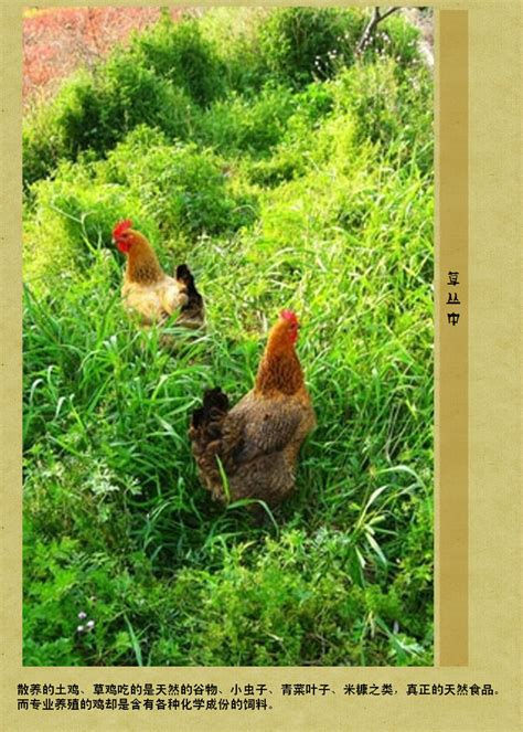[土鸡批发]土鸡 散养红玉，纯土公鸡价格60元/斤 - 惠农网