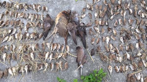 台东市郊逾千只野鸟接连暴毙 农民痛心追凶-国际环保在线