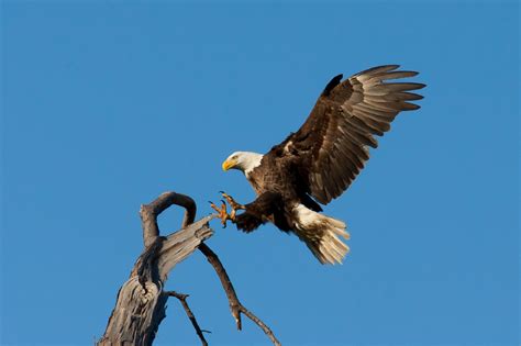 animals, Nature, Wildlife, Birds, Eagle, Bald Eagle Wallpapers HD ...