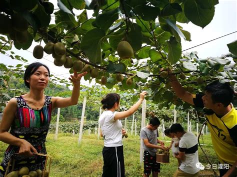 吃货们又有口福了，灌阳首个红心猕猴桃种植基地开园采摘-桂林生活网新闻中心