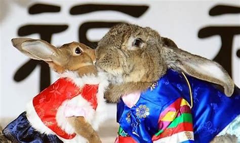 长相奇怪的兔子品种（6种相貌奇特的兔子图片） - 胖萌舍宠物网