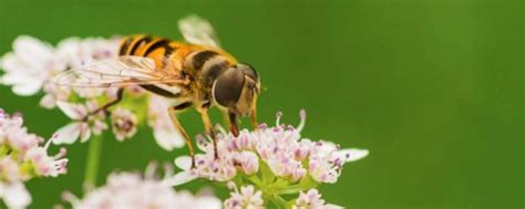 蜜蜂代表什么人的精神品质 - 业百科