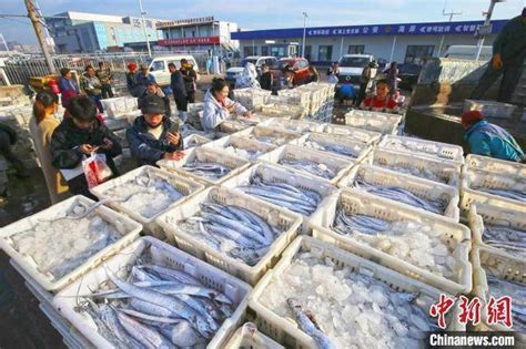 日照渔民变身“网红”，渔港直播卖海鲜