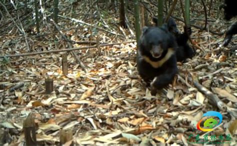 黑熊被麻醉针打中，从树上掉了下来，摄像机拍下全过程_腾讯视频