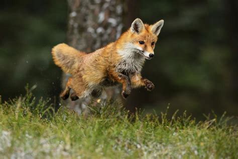 草原中的野生小狐狸图片-草原中的野生狐狸素材-高清图片-摄影照片-寻图免费打包下载