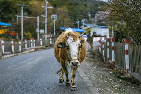 一只走在公路上牛摄影图高清摄影大图-千库网