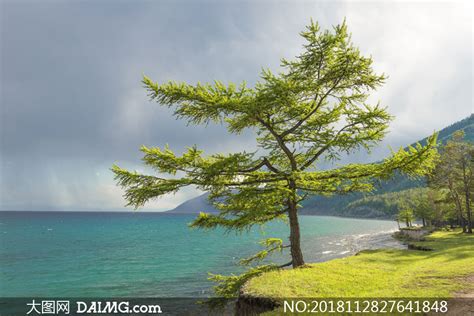 海东大树图片
