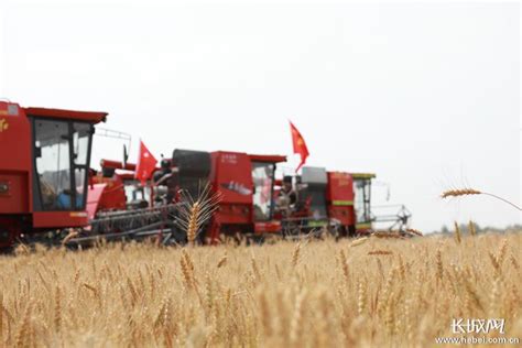 大规模小麦机收全面展开 多个夏粮主产区呈现丰收增产趋势 麦收时节