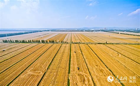聊城：三夏生产拉开序幕 小麦陆续成熟开机收割_图说_中国山东网