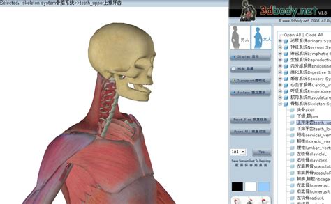 《探索人体奥秘：3dbody三维人体解剖软件》(3DBody)v1.8[压缩包]-远景论坛-微软极客社区