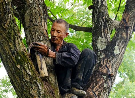 7旬老人，爬树割漆30年，1斤卖500元，叹后继无人-搜狐大视野-搜狐新闻