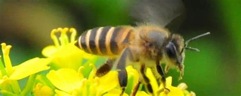 最简单找山蜜蜂方法，学会这几招，野生蜜蜂窝一找一个准！