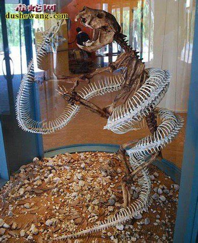 远古十大巨蛇,上最大的千年巨蛇,远古鲨鱼_文秘苑图库