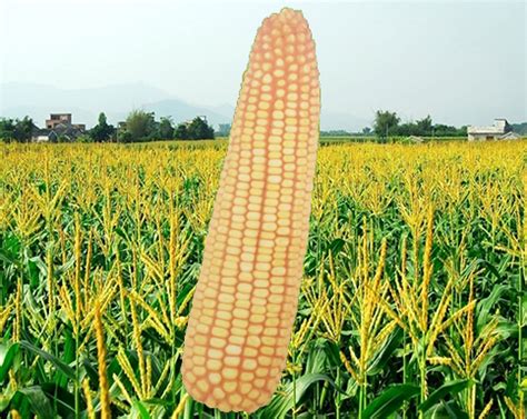 山西利民种业玉米新品种展示现场观摩会召开_简讯_资讯_种业商务网