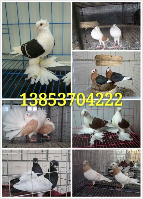 养殖观赏鸽子 淑女鸽 优良品种 度高 品种好 适合冬天养殖-阿里巴巴