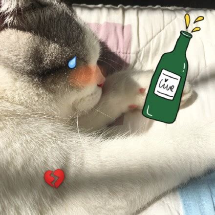 原来猫咪也喜欢喝酒-直播吧zhibo8.cc