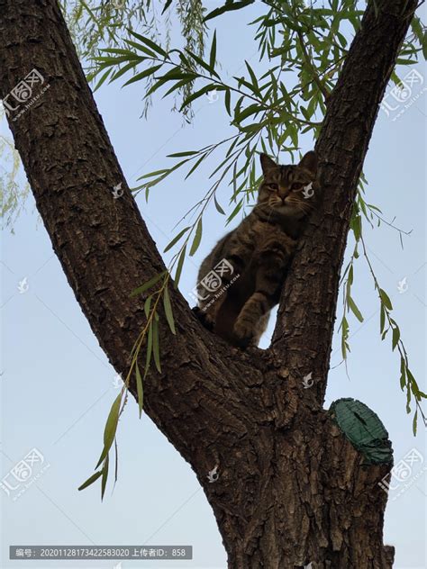 树上的猫爬树的猫狸花猫,宠物,动物摄影,摄影素材,汇图网www.huitu.com