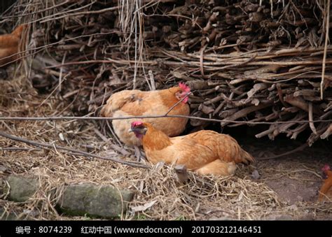 正在下蛋的母鸡高清图片下载_红动中国