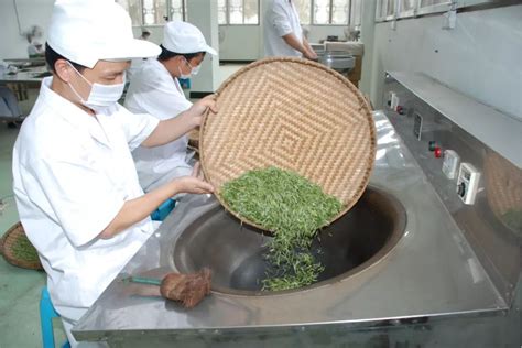 湖南农业大学湘农茶艺队：手工制茶，带领小茶人体验制茶全流程_湖南民生网