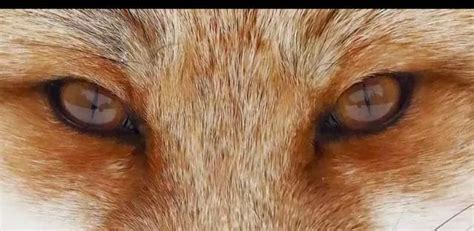 有一双狭长的狐狸眼是怎样一种体验？ - 知乎